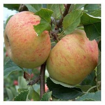 Organic Sunset Apple Trees
