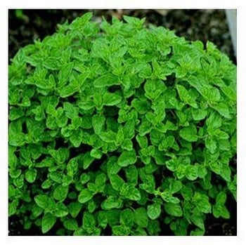 Organic Sweet Marjoram Seeds