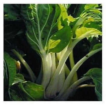 Organic Taisai Chinese Cabbage Seeds