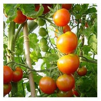 Organic Tomato Moneymaker Seeds