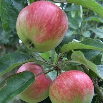 Organic Tydemans Early Worcester Apple Trees