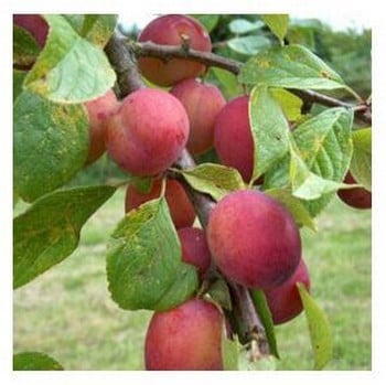 Organic Victoria Plum Trees