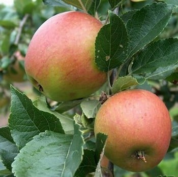 Organic Winston Apple Trees