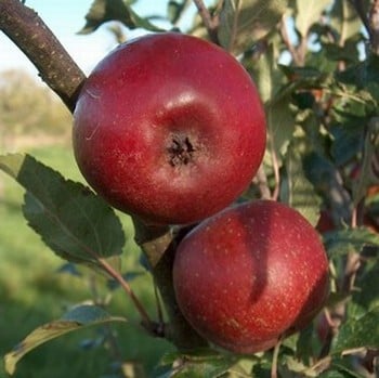 Organic Winston Apple Trees
