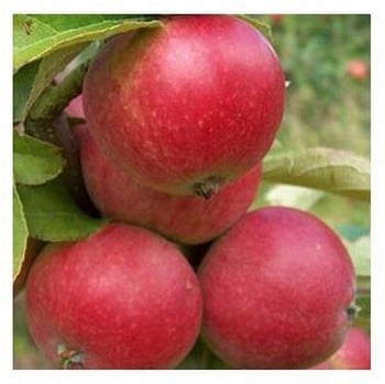 Organic Worcester Pearmain Apple Trees