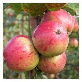 Organic Yarlington Mill Cider Apple Tree