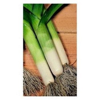 Organic Zermatt Leek Seeds
