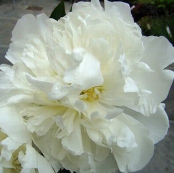 Paeonia Duchess de Nemours