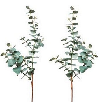 Pair of Eucalyptus Stems by Sia