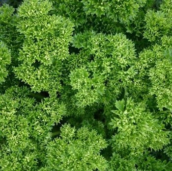 Parsley Curly- Organic Plant Packs Parsley Curly- Organic Plant Packs