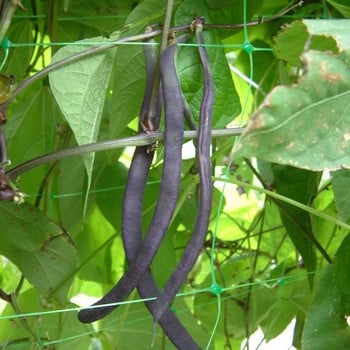 Pea and Bean Netting