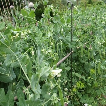 Pea and Bean Support Stakes (3 pack) Pea and Bean Support Stakes (3 pack)