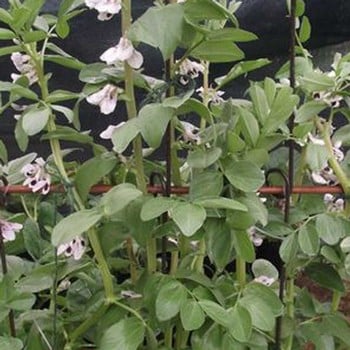 Pea and Bean Support Stakes (3 pack) Pea and Bean Support Stakes (3 pack)