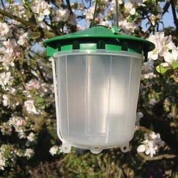 Pea Moth Trap Pea Moth Trap