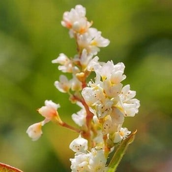 Persicaria alpina