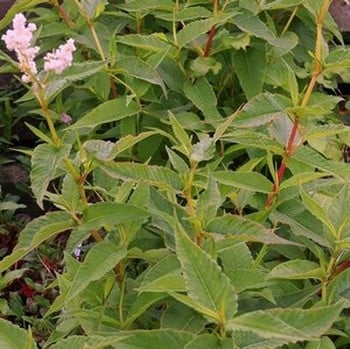 Persicaria alpina