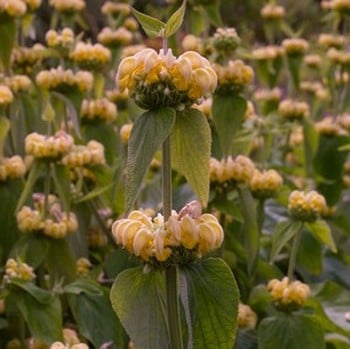 Phlomis russelliana
