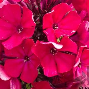 Phlox Starfire