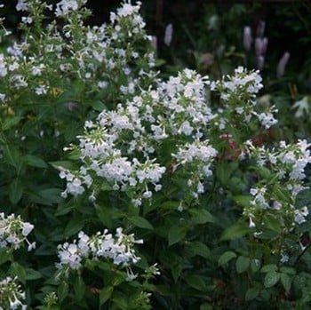 Phlox White Admiral