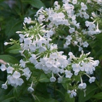 Phlox White Admiral