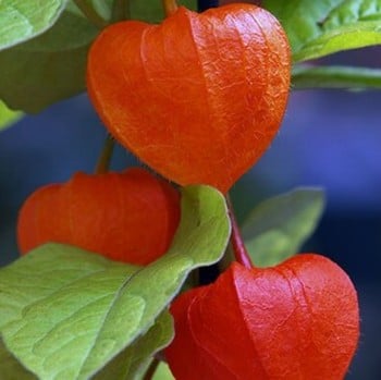 Physalis franchetii