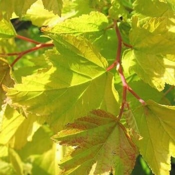 Physocarpus Darts Gold