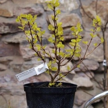 Physocarpus Darts Gold