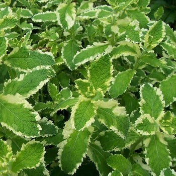 Pineapple Mint (3 Plants) Organic