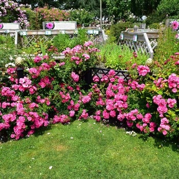 Pink Flower Carpet Rose by Peter Beales