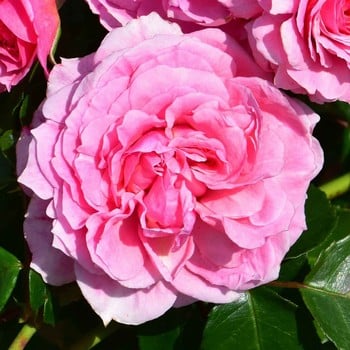 Pippin Climbing Rose by Peter Beales