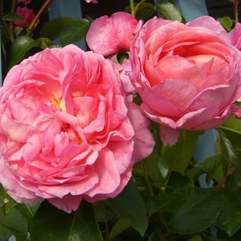 Pippin Climbing Rose by Peter Beales