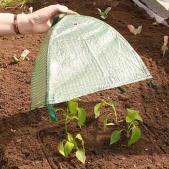 Pop-Up Grow Cloches (Large)