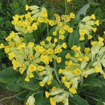 Primula veris