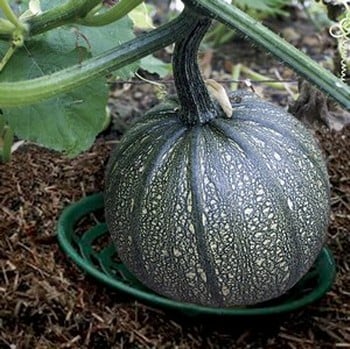 Pumpkin and Melon Cradle