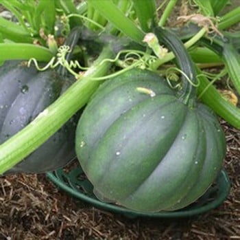 Pumpkin and Melon Cradle