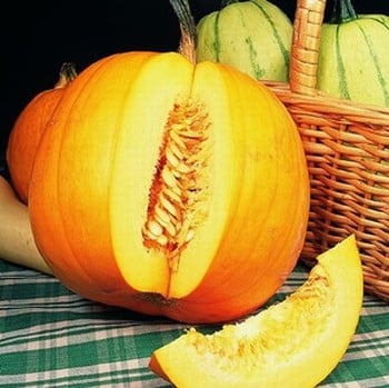 Pumpkins Jack O'lantern - Organic Plant Packs