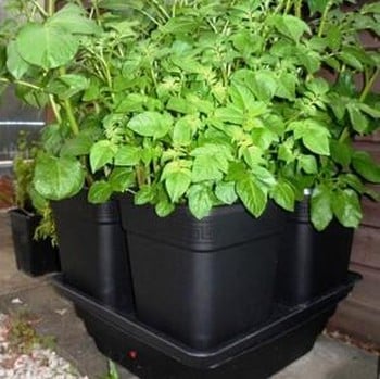 Quadgrow 18ltr Vegetable Planter