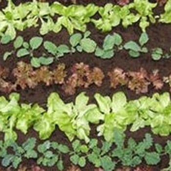 Quick Growing Salad Collection (90 Plants) Organic