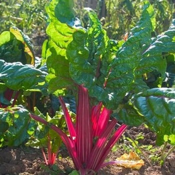 Rainbow Chard Organic Plant Packs Harrod Horticultural