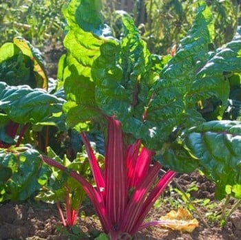 Rainbow Chard - Organic Plant Packs