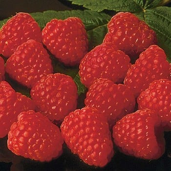 Raspberry Autumn Bliss (pack of 6 canes)