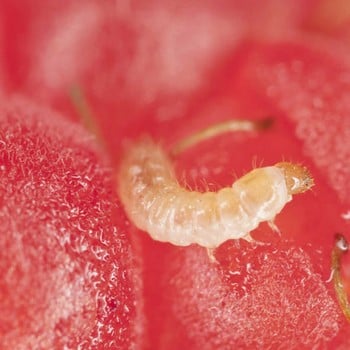 Raspberry Beetle Trap & Lures