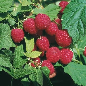 Raspberry Glen Ample (pack of 6 canes)