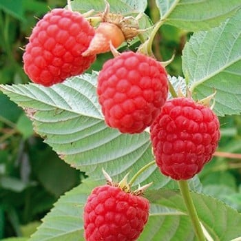 Raspberry Glen Doll (pack of 6 canes) Raspberry Glen Doll (pack of 6 canes)