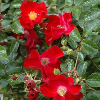 Red Flower Velvet Carpet Rose by Peter Beales