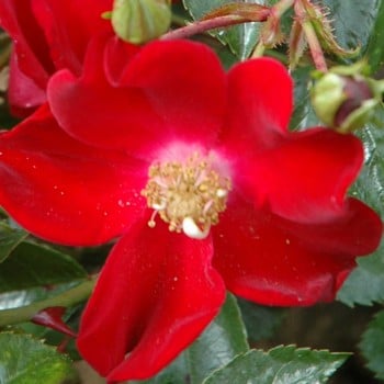 Red Flower Velvet Carpet Rose by Peter Beales