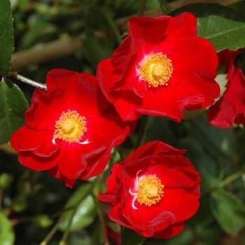 Red Flower Velvet Carpet Rose by Peter Beales