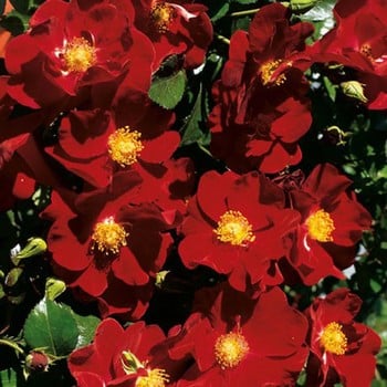 Red Flower Velvet Carpet Rose by Peter Beales Red Flower Velvet Carpet Rose by Peter Beales