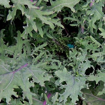 Red Russian Kale - Organic Plant Packs