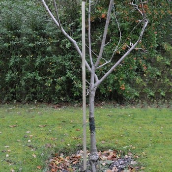 Redwood Plant/Tree Stakes 25mm sq x 1.2m Long 5 Pack